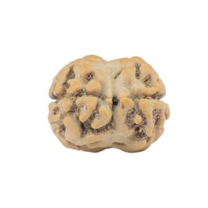 2 Mukhi Rudraksha 19.5mm 1.59gm - Rudraksha back