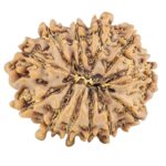 12 Mukhi Rudraksha 25.7mm 4.24gm - Rudraksha back