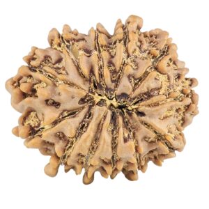 12 Mukhi Rudraksha 25.7mm 4.24gm - Rudraksha back