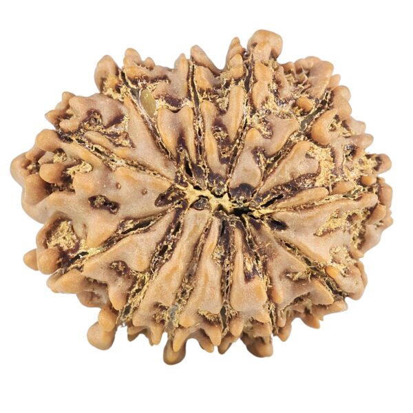 12 Mukhi Rudraksha 25.7mm 4.24gm - Rudraksha back