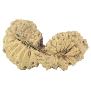 28 Mukhi Gaurishankar 26.5mm 1.66gm - Rudraksha back