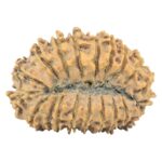 21 Mukhi Rudraksha 30.3mm 4.11gm - Origin: Nepal - Rudraksha back