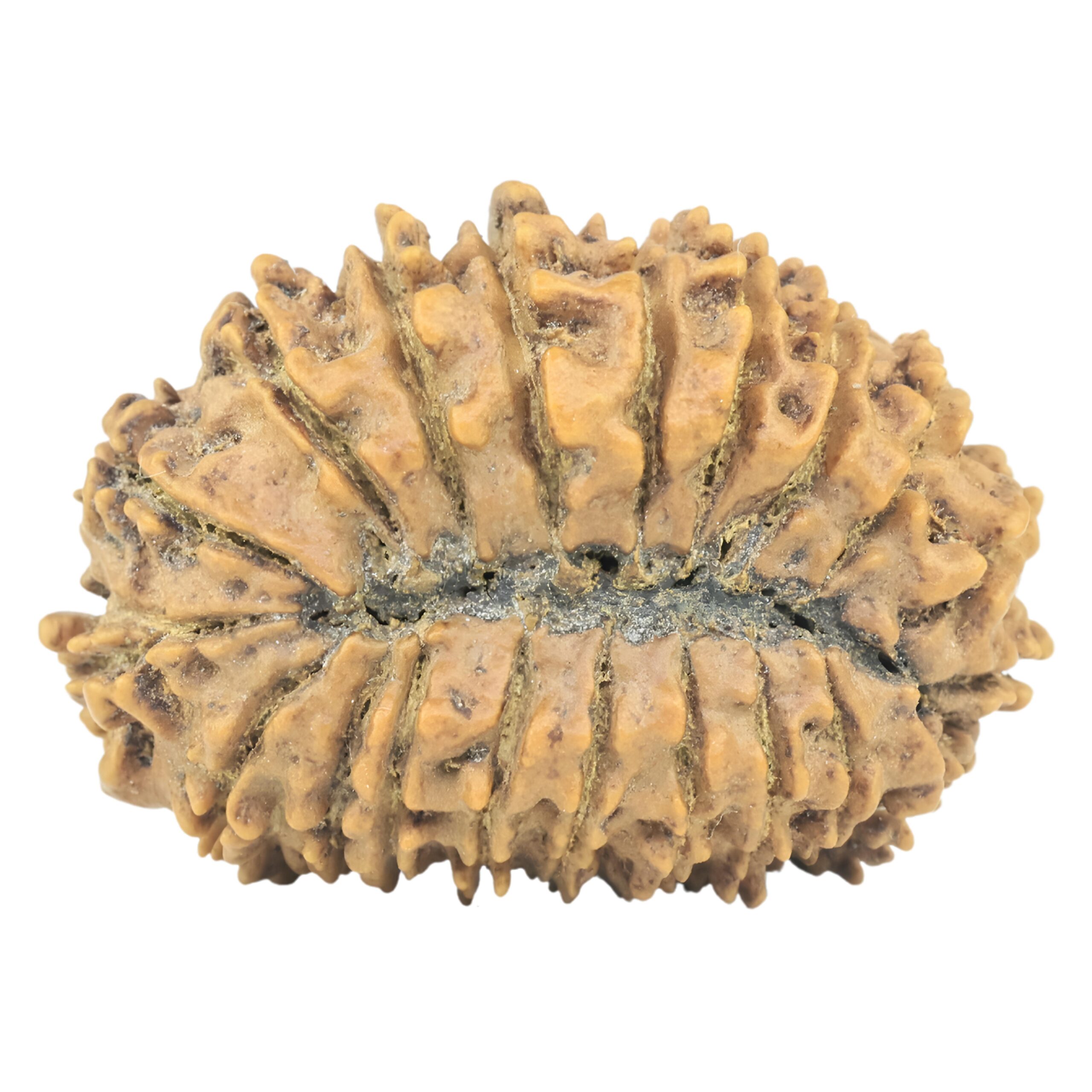 21 Mukhi Rudraksha 30.3mm 4.11gm - Origin: Nepal - Rudraksha back