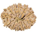 12 Mukhi Rudraksha 26.6mm 3.68gm - Rudraksha back