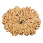 12 Mukhi Ganesh 28.7mm 4.71gm - Rudraksha back