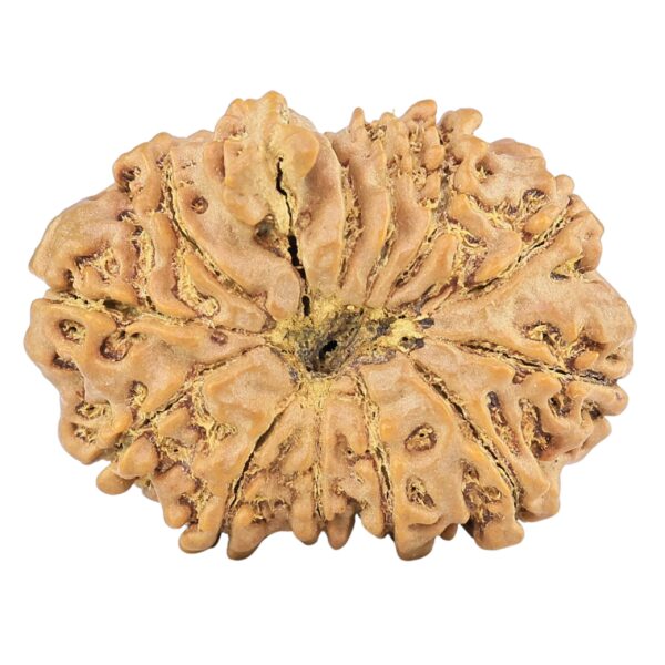 12 Mukhi Ganesh 28.7mm 4.71gm - Rudraksha back