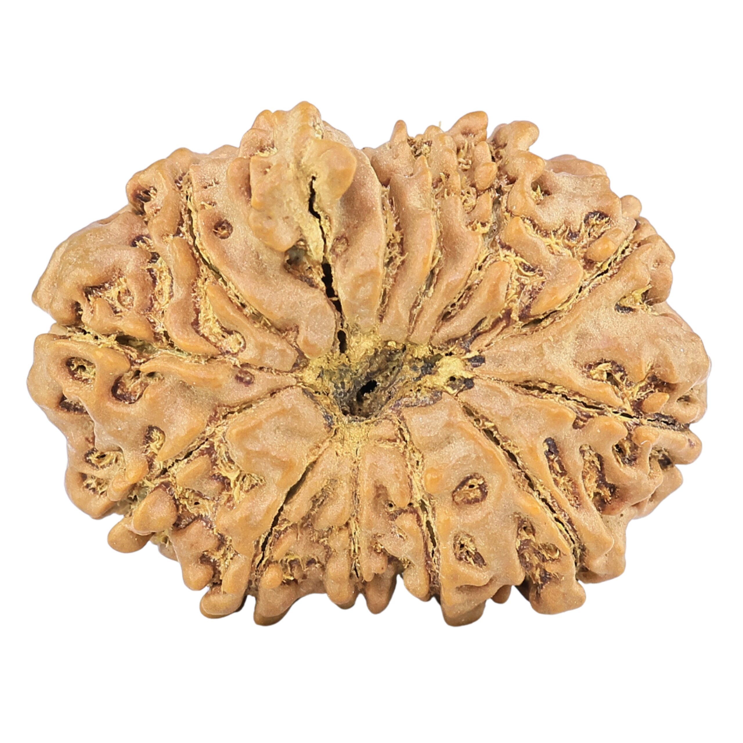 12 Mukhi Ganesh 28.7mm 4.71gm - Rudraksha back