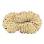 25 Mukhi Rudraksha 21.4mm 1.06gm - Rudraksha back