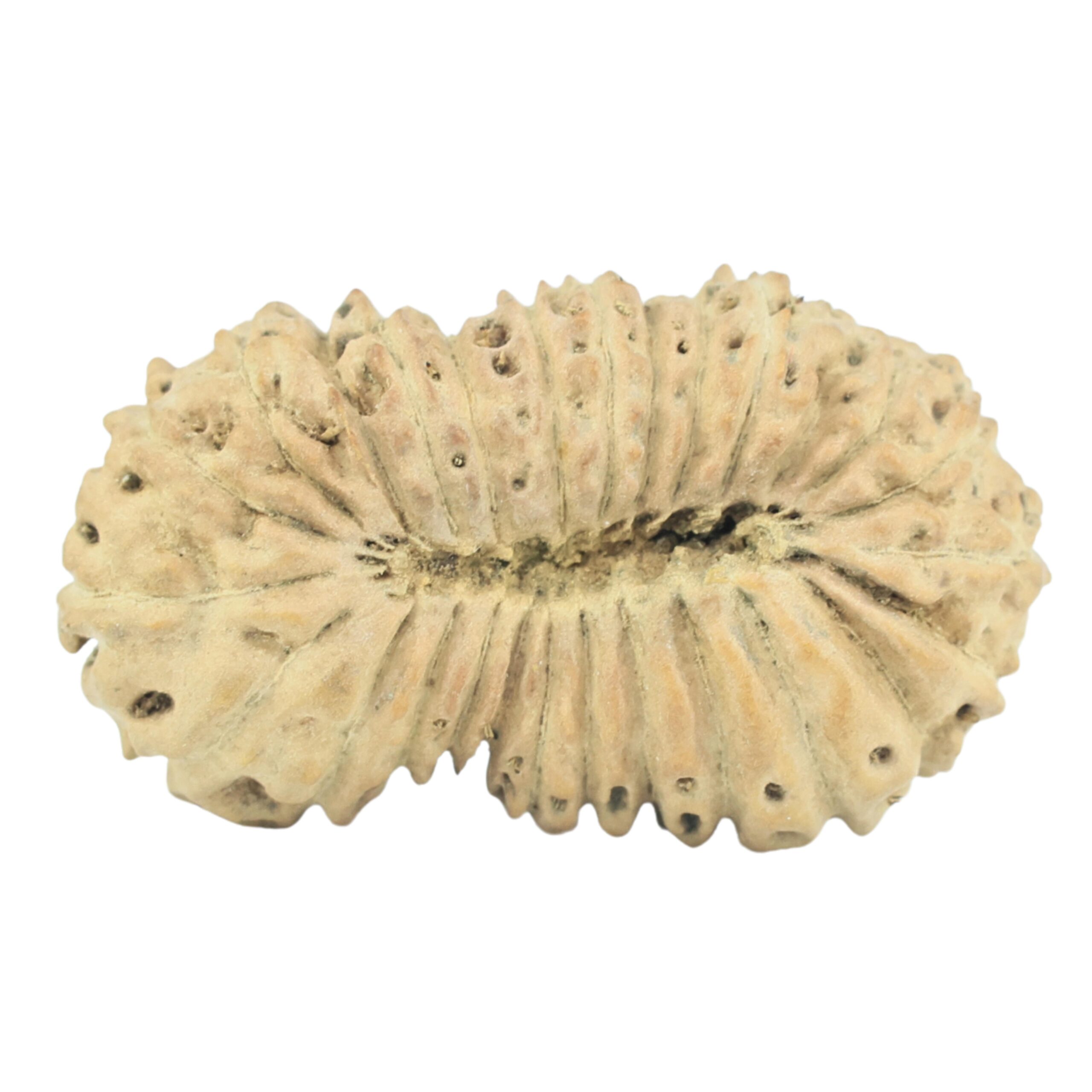 25 Mukhi Rudraksha 21.4mm 1.06gm - Rudraksha back