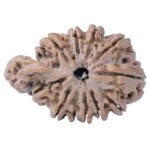 Sawar/Ganesh (11+1) 32.1mm 5gm - Rudraksha back