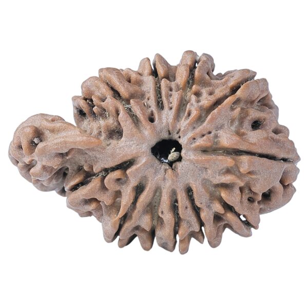 Sawar/Ganesh (11+1) 32.1mm 5gm - Rudraksha back