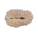 20 Mukhi Rudraksha 18.7mm 1.08gm - Rudraksha back