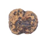 2 Mukhi Rudraksha 22mm 2.25gm - Rudraksha back
