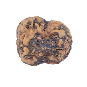 2 Mukhi Rudraksha 22mm 2.25gm - Rudraksha back