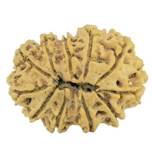 11 Mukhi Rudraksha 27mm 3.14gm - Rudraksha back