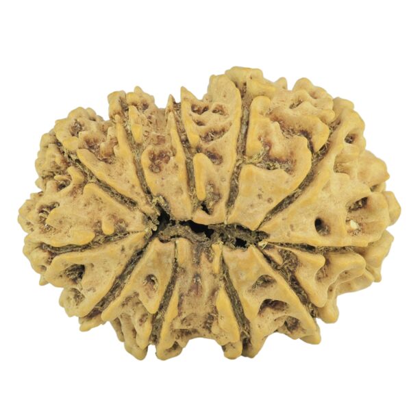 11 Mukhi Rudraksha 27mm 3.14gm - Rudraksha back