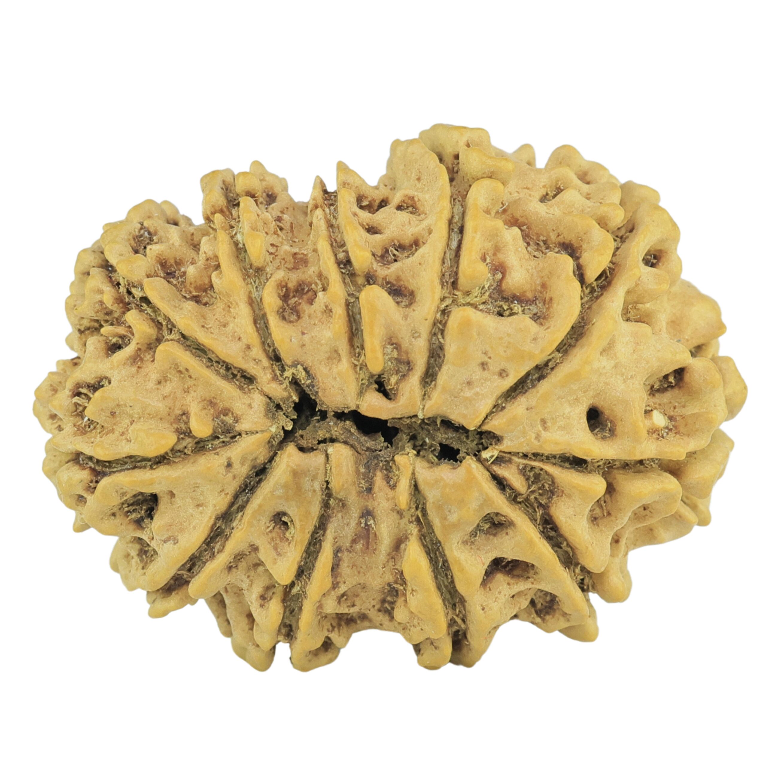 11 Mukhi Rudraksha 27mm 3.14gm - Rudraksha back