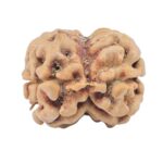 2 Mukhi Rudraksha 23.3mm 2gm - Origin: Nepal - Rudraksha back