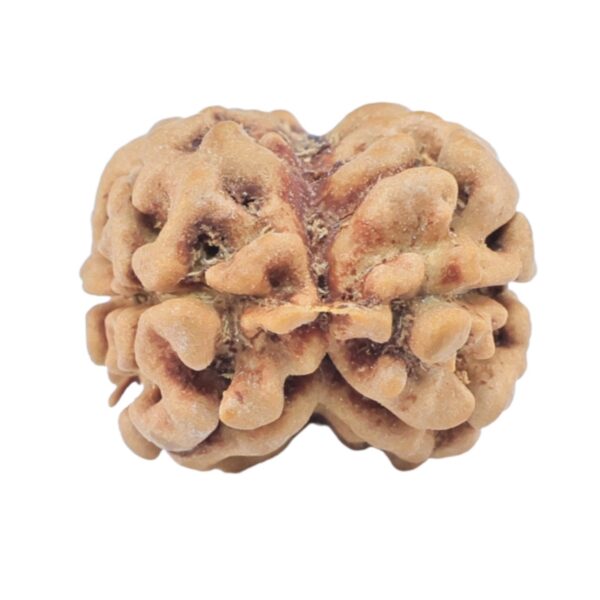 2 Mukhi Rudraksha 23.3mm 2gm - Origin: Nepal - Rudraksha back