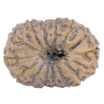 15 Mukhi Rudraksha 25.9mm 3gm - Rudraksha back
