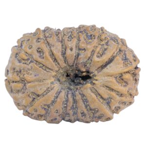 15 Mukhi Rudraksha 25.9mm 3gm - Rudraksha back