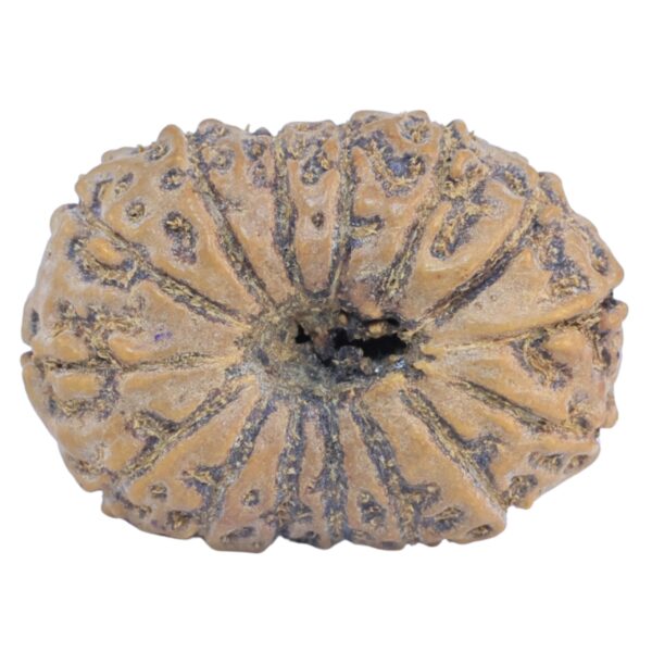 15 Mukhi Rudraksha 25.9mm 3gm - Rudraksha back