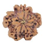 1MK(Underdeveloped) 22.3mm 3.66gm - Rudraksha back