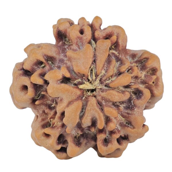 1MK(Underdeveloped) 22.3mm 3.66gm - Rudraksha back