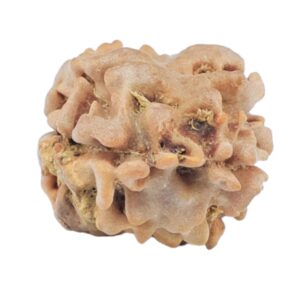 2 Mukhi Rudraksha 22.1mm 1.13gm - Rudraksha back