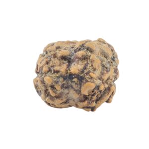 2 Mukhi Rudraksha 20.4mm 1.36gm - Rudraksha back