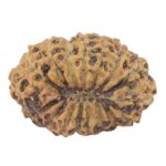 17 Mukhi Rudraksha 16.8mm 1gm - Rudraksha back