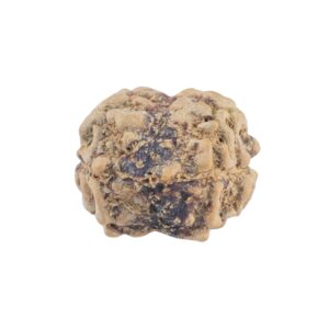 2 Mukhi Rudraksha 20.7mm 1.34gm - Rudraksha back