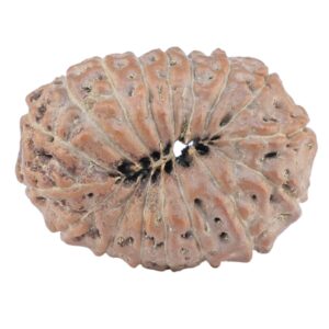 17 Mukhi Rudraksha 22.3mm 2.74gm - Rudraksha back
