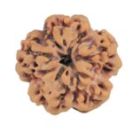 1MK(Underdeveloped) 23.3mm 4.47gm - Rudraksha back