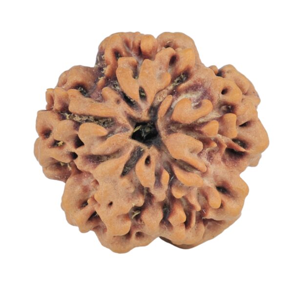 1MK(Underdeveloped) 23.3mm 4.47gm - Rudraksha back