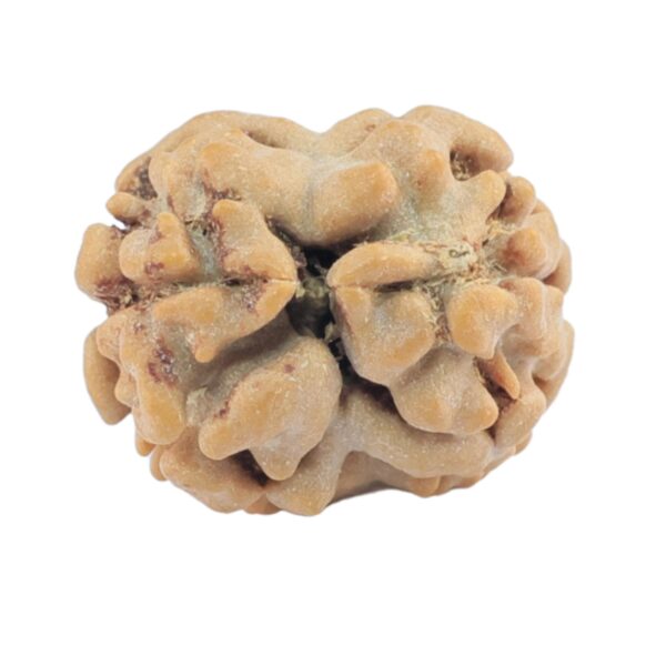 2 Mukhi Rudraksha 17.6mm 1.3gm - Rudraksha back