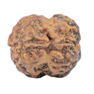 2 Mukhi Rudraksha 20mm 2.26gm - Rudraksha back
