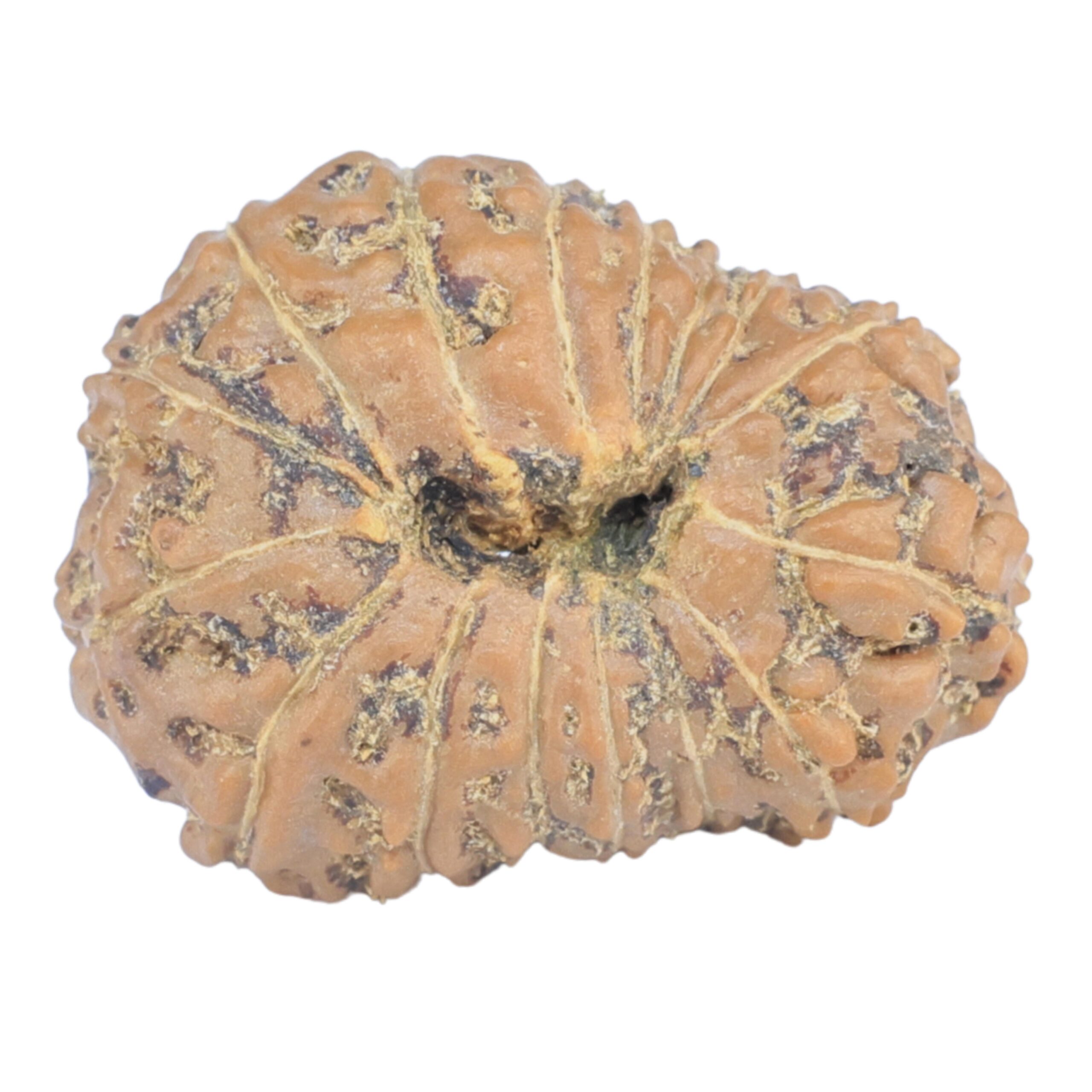 16 Mukhi Rudraksha 20.7mm 2.13gm - Rudraksha back