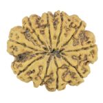 10 Mukhi Rudraksha 27.1mm 4.81gm - Rudraksha back