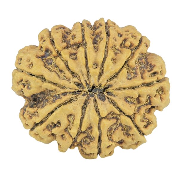 10 Mukhi Rudraksha 27.1mm 4.81gm - Rudraksha back