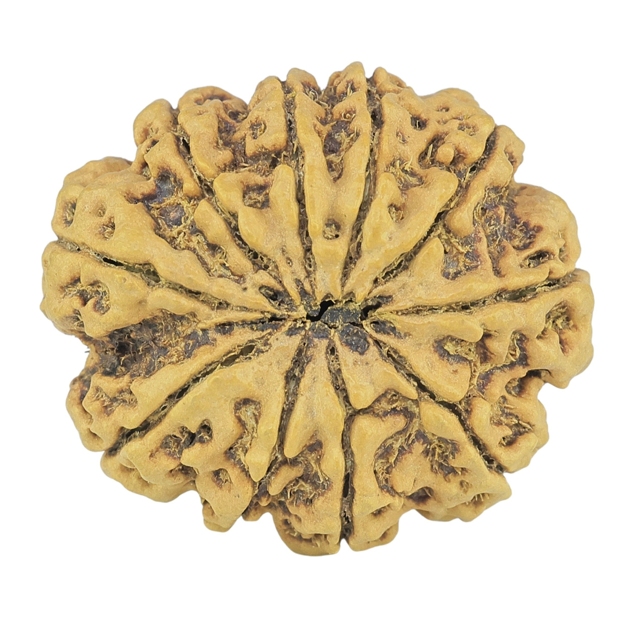 10 Mukhi Rudraksha 27.1mm 4.81gm - Rudraksha back