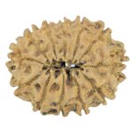 12 Mukhi Rudraksha 31.7mm 4.61gm - Rudraksha back