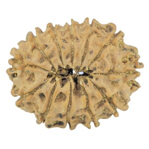 12 Mukhi Rudraksha 31.7mm 4.61gm - Rudraksha back