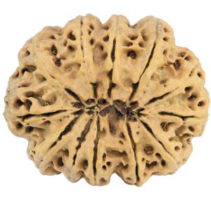 12 Mukhi Rudraksha 36.2mm 9.4gm - Rudraksha back
