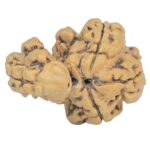 Sawar/Ganesh (3+1) 21.4mm 1.72gm - Rudraksha back
