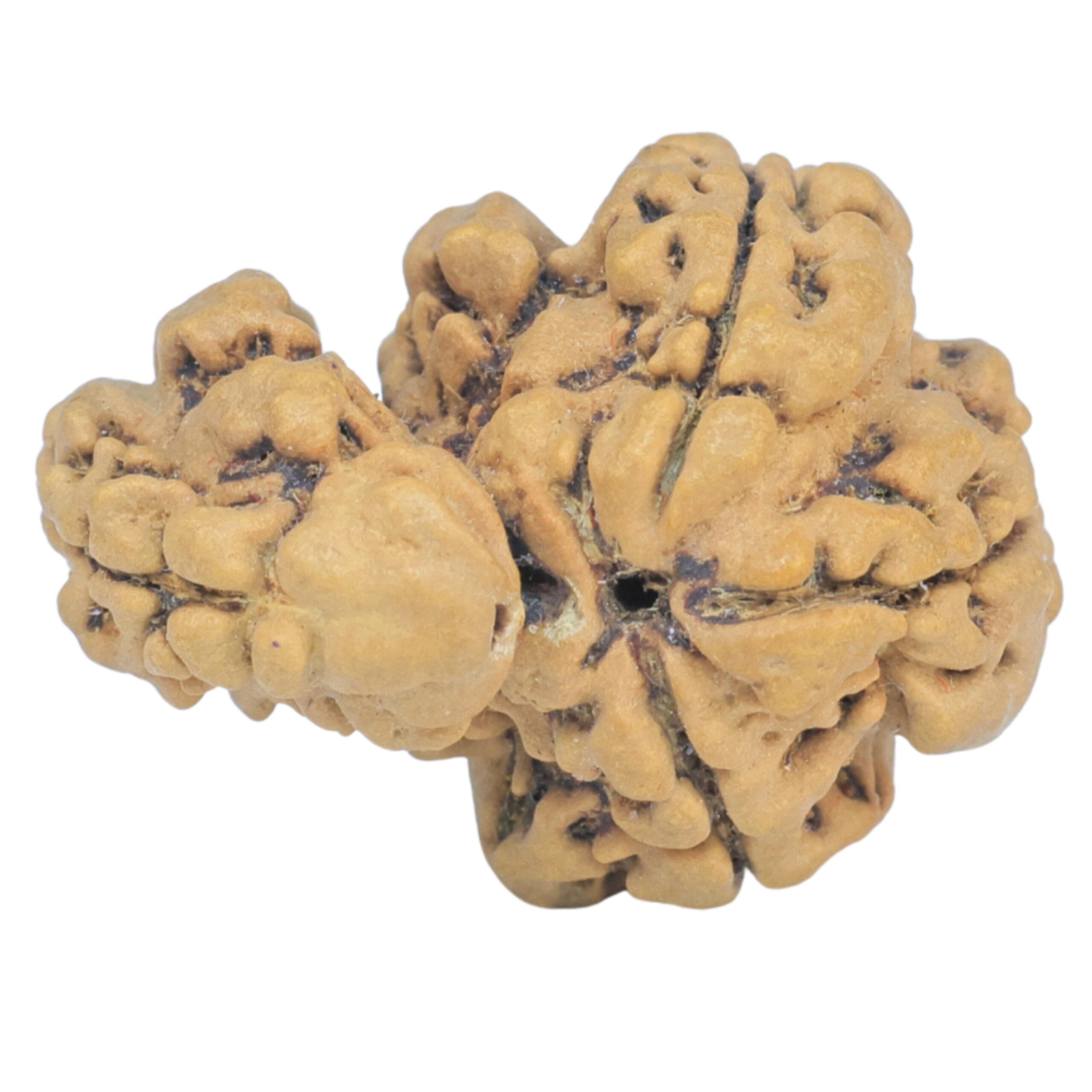Sawar/Ganesh (3+1) 21.4mm 1.72gm - Rudraksha back