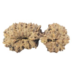 23 Mukhi Gaurishankar 29.2mm 2.3gm - Rudraksha back