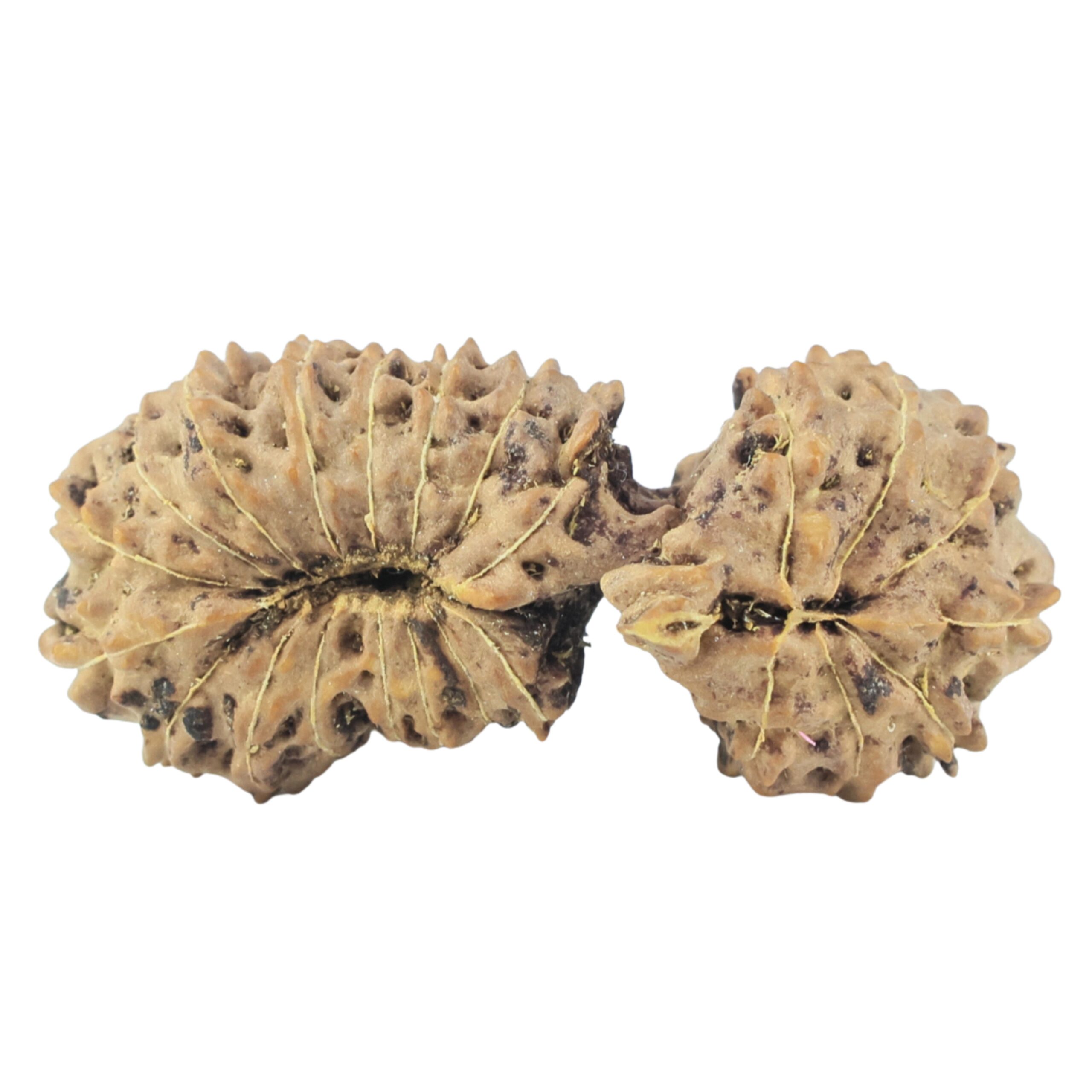 23 Mukhi Gaurishankar 29.2mm 2.3gm - Rudraksha back