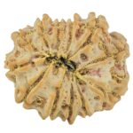 12 Mukhi Rudraksha 21mm 2.63gm - Rudraksha back