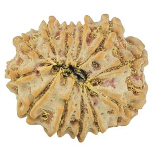 12 Mukhi Rudraksha 21mm 2.63gm - Rudraksha back